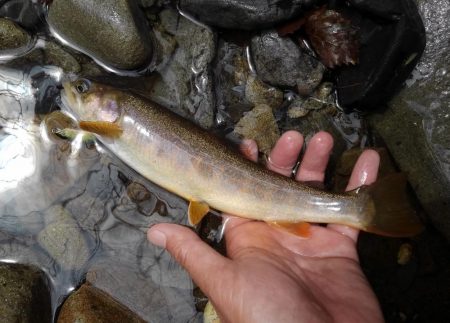 渓流ミノーイング 長良川水系